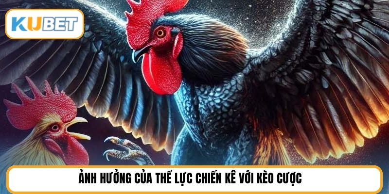 Ảnh hưởng của thể lực chiến kê với kèo cược 