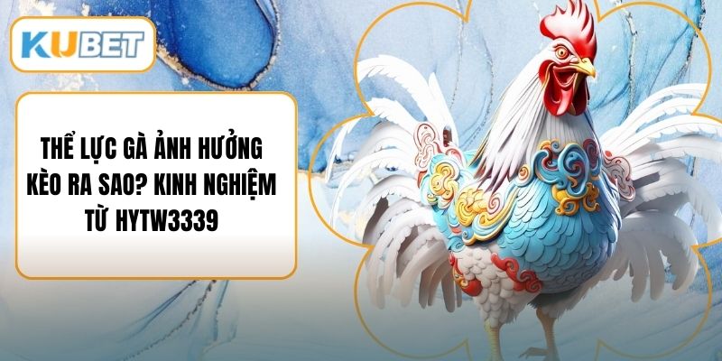 Thể Lực Gà Ảnh Hưởng Kèo Ra Sao? Kinh Nghiệm Từ HYTW3339